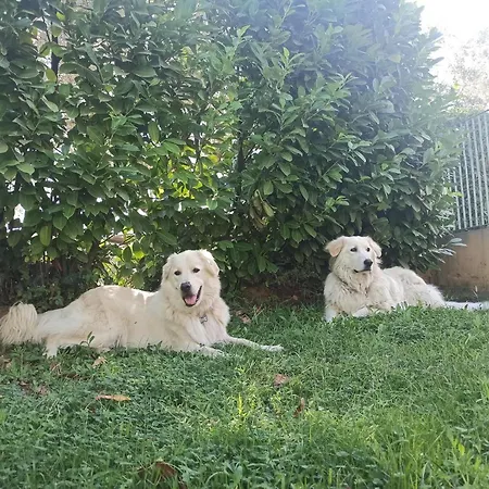 Lilly Prázdninový dům